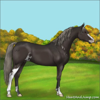 Horse Color:Liver Chestnut Mushroom Sabino 