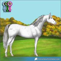 Horse Color:Liver Chestnut Mushroom Sabino 
