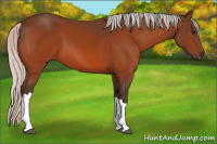 Horse Color:Silver Bay