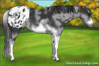 Horse Color:White Spotted Black Splash Tobiano Frame Appaloosa 