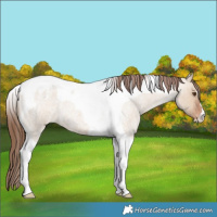 Horse Color:Bay Roan Dun Tobiano Blanket 