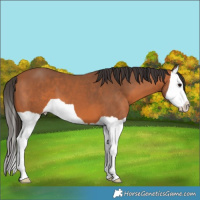 Horse Color:Bay Splash 
