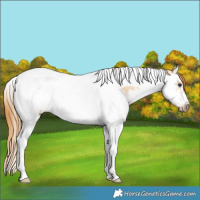 Horse Color:Red Dun Splash Tobiano Frame 