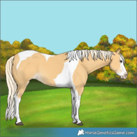 Horse Color:Palomino Splash Tobiano 