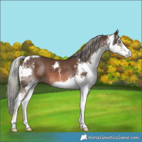 Horse Color:Liver Chestnut Mushroom Sabino Splash 