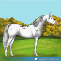 Horse Color:Liver Chestnut Mushroom Sabino Splash 