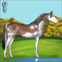 Horse Color:Liver Chestnut Mushroom Splash 