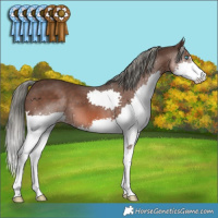 Horse Color:Liver Chestnut Mushroom Splash 