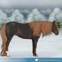 Horse Color:Liver Chestnut 