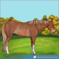 Horse Color:Chestnut Rabicano 