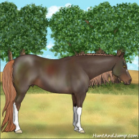 Horse Color:Liver Chestnut