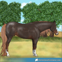 Horse Color:Liver Chestnut