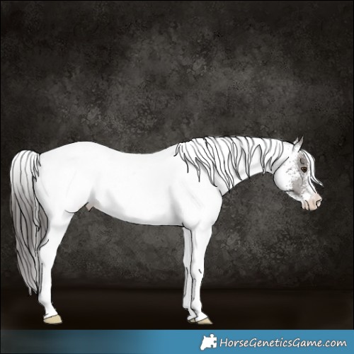 Horse Color:White Spotted Liver Chestnut Appaloosa 