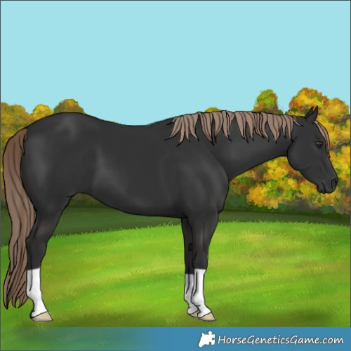 Horse Color:Liver Chestnut 