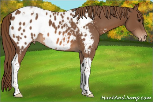 Horse Color:Chestnut Tobiano Appaloosa