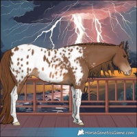 Horse Color:Chestnut Tobiano Near Leopard 