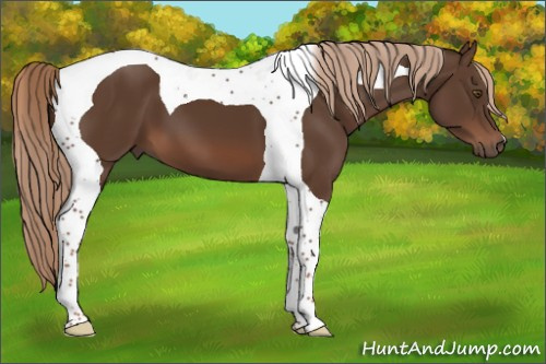 Horse Color:Liver Chestnut Tobiano