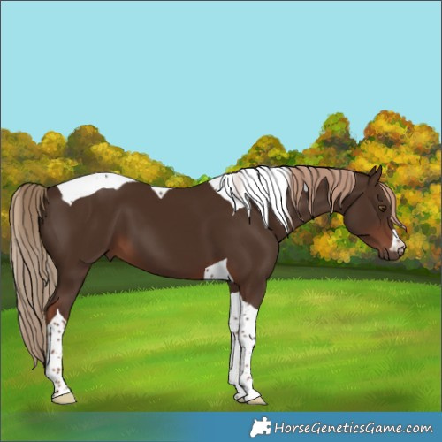 Horse Color:Liver Chestnut Tobiano 