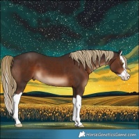 Horse Color:Liver Chestnut Splash