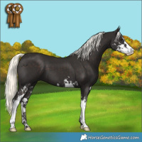 Horse Color:Liver Chestnut Mushroom Sabino 