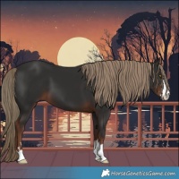 Horse Color:Liver Chestnut 