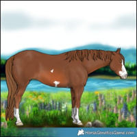 Horse Color:Chestnut 