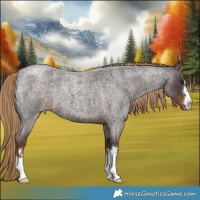 Horse Color:Liver Red Roan