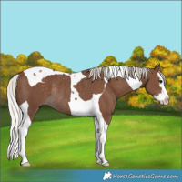 Horse Color:Silver Black Splash Tobiano Rabicano 