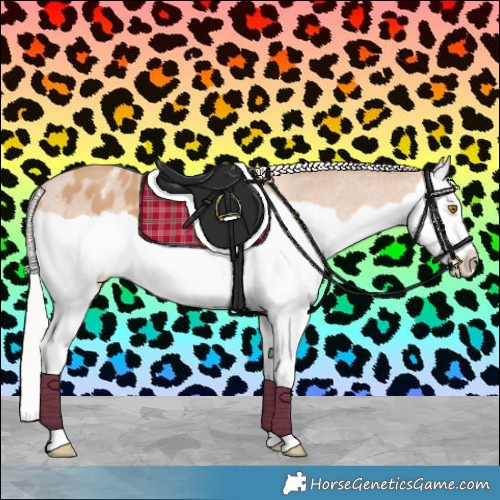 Horse Color:Silver Classic Champagne Splash Appaloosa 