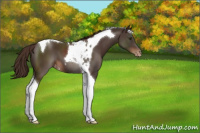 Horse Color:Liver Chestnut Tobiano Varnish