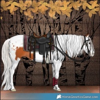 Horse Color:Silver Bay Splash Tobiano 