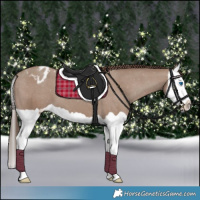 Horse Color:Classic Champagne Splash Appaloosa 