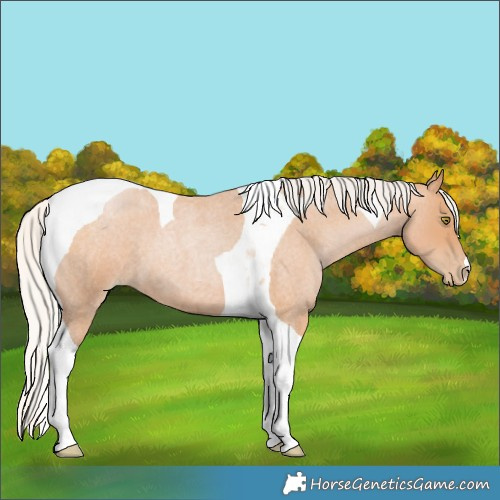 Horse Color:Silver Bay Roan Pearl Tobiano 