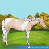 Horse Color:Silver Bay Roan Pearl Tobiano 