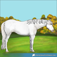 Horse Color:Silver Grullo Roan Tobiano Frame Appaloosa 