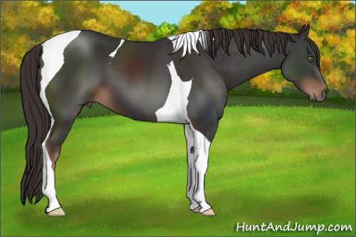 Horse Color:Liver Chestnut Tobiano 