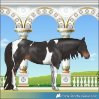 Horse Color:Liver Chestnut Tobiano 