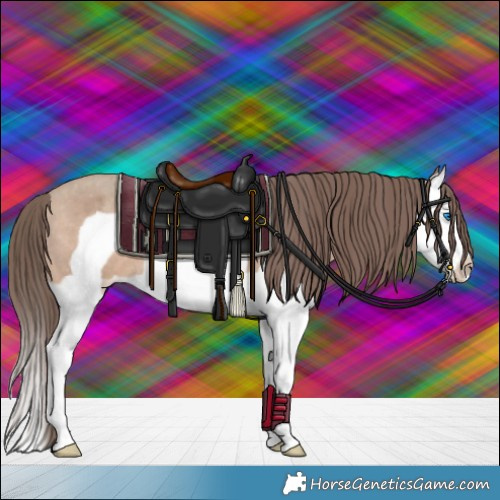 Horse Color:Sable Champagne Splash Frame Appaloosa 
