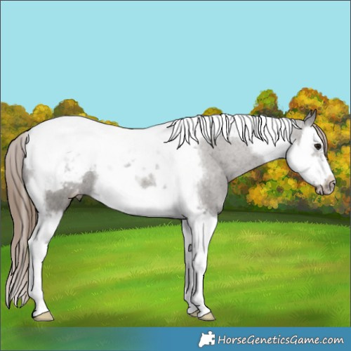 Horse Color:Grullo Splash Tobiano Frame Appaloosa 