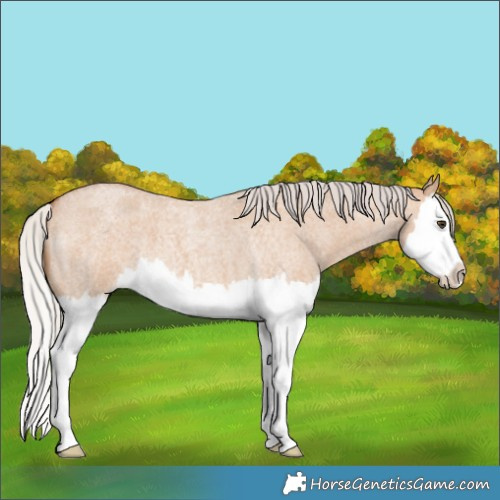 Horse Color:Silver Bay Roan Dun Splash 