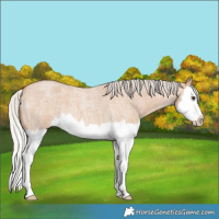 Horse Color:Silver Bay Roan Dun Splash 