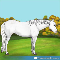Horse Color:Silver Grullo Roan Tobiano Appaloosa 