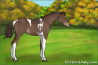 Horse Color:Liver Chestnut Tobiano