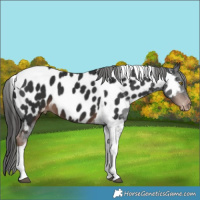 Horse Color:Liver Chestnut Tobiano Appaloosa 