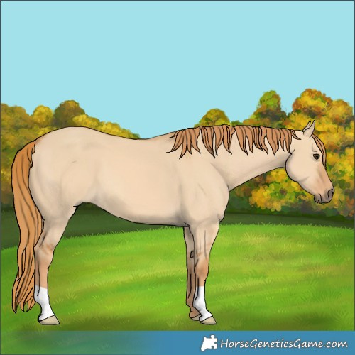 Horse Color:Red Dun 