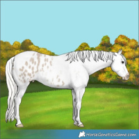 Horse Color:Silver Grullo Roan Tobiano Appaloosa 