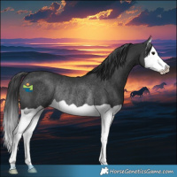 Horse Color:Black Splash Rabicano 