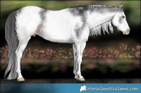 Horse Color:White Spotted Liver Chestnut 