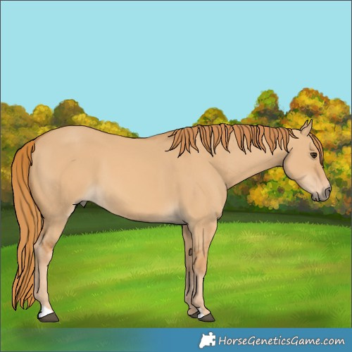 Horse Color:Red Dun 