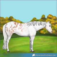Horse Color:Silver Bay Roan Tobiano Appaloosa